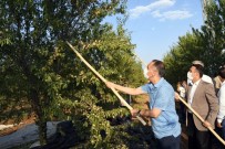 Vali Çuhadar Badem Hasadına Katıldı