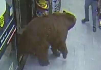 ABD'de ayı, süpermarkete girerek çikolata yedi