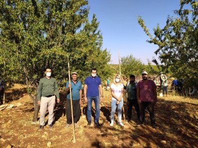Eğil'de Badem Hasadı Başladı