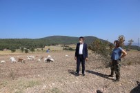 Girişimci Kadın Hayvan Sayısını 70'Den 225'E Çıkarttı