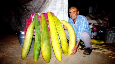 Hiç Sulamadan Devasa Acur Yetiştirdi