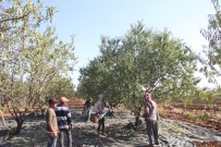 Kilis'te Badem Hasadı Başladı