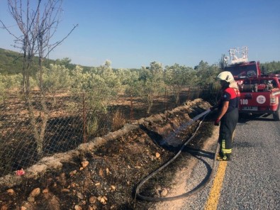 Muğla'da Çöplük Ve Zeytinlik Yangınları Söndürüldü