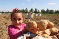 Patates Tarlalarında Çalışmak İçin Binlerce Kilometre Uzaktan Geliyorlar Haberi