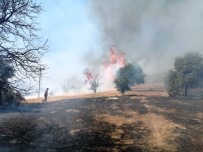 Bozdoğan'da Makilik Yangını Haberi