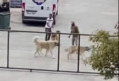 İstanbul'da Köpekleri Acımasızca Kavga Ettirdiler