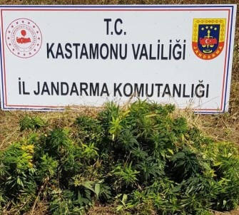 Kastamonu'da 2 Bin 200 Kök Kenevir Ele Geçirildi