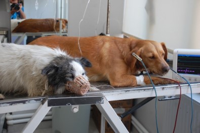 Keşan'da 6 Hayvan Zehirlendi, Gözyaşlarını Tutamayan Mahalleli İsyan Etti