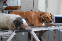 Keşan'da 6 Hayvan Zehirlendi, Gözyaşlarını Tutamayan Mahalleli İsyan Etti