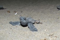 Kuşadası'nda Caretta Caretta Yavrusu Nöbeti