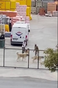 (Özel) İstanbul'da Köpekleri Acımasızca Kavga Ettirdiler
