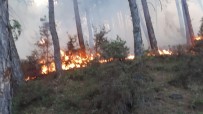 Pazarlar'da Orman Yangını Haberi