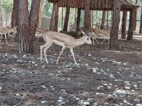 Tarsus Doğa Parkı, İzmir'den Gelen 57 Yaban Hayvanının Yeni Yuvası Oldu