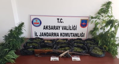 Kenevir Ve Esrar Satıcılarına Jandarma Darbesi