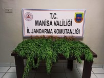 Manisa'da Kenevir Operasyonu