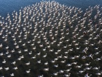 Van Gölü Binlerce Flamingoya Ev Sahipliği Yapıyor
