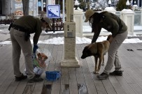 Gümüşhane'de Sokak Hayvanları Kısıtlamada Aç Kalmayacak Haberi