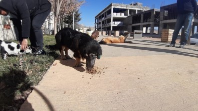 Mardin'de Akademisyenler Sokak Hayvanlarını Yalnız Bırakmadı