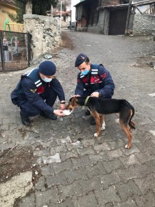 Bursa'da Köpek Tüfekle Vuruldu