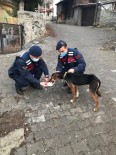 Bursa'da Köpek Tüfekle Vuruldu