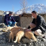 Hakkari'de Sokak Kedileri Sevgiyle Besleniyor