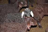 Hayvan Tespit Çalışmaları Devam Ediyor