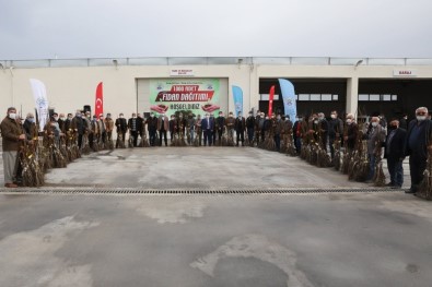 Suluova Belediyesi'nden Çiftçilere 1000 Adet Ceviz Fidanı
