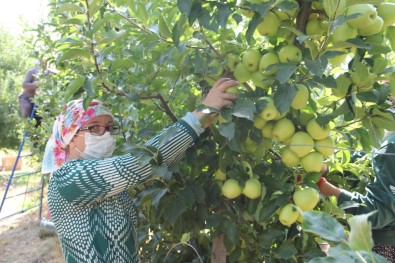 Isparta'da Elma Üretimi Rekor Kırdı, Kentte Bu Sezon 900 Bin Ton Elma Üretildi