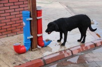 Kozan'da Sokak Hayvanları İçin Mama Noktaları Oluşturuldu