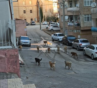 Mardin'de Vatandaşlar Sokakta Gezen Başıboş Köpeklerden Rahatsız