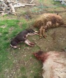Pitbull 3 Koyunu Telef Etti, 12'Sini Yaraladı