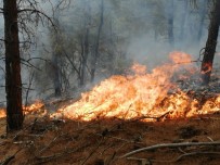 Tokat'ta Orman Yangını Haberi