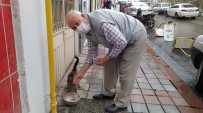 73 Yaşındaki Gurbetçi Sokak Hayvanlarını Besliyor Haberi