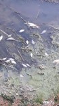 Porsuk'ta Balık Ölümleri