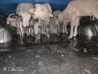 Balıkesir'de Jandarma 13 Aranan Şahsı Yakaladı