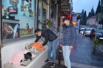 Evden Getirdiği Şallarla Sokakta Yatan Köpeklerin Üzerini Örttü Haberi