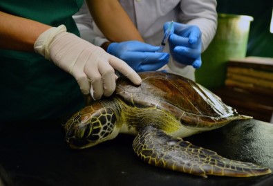 Yaralı Yeşil Deniz Kaplumbağası Tedaviye Alındı