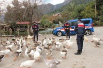 Azmak'taki Ördekleri Jandarma Besledi Haberi