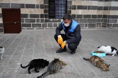 Diyarbakır'da Sokak Hayvanları İçin Belirli Noktalara Mama Bırakıldı