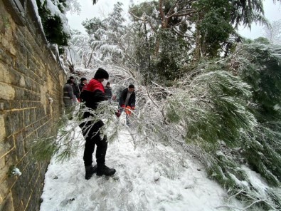 Kartal Belediyesi Ekiplerinden Devrilen Ağaca Müdahale