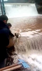 Su Bendinde Mahsur Kalan Köpeği Canları Pahasına Kurtardılar
