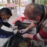 Yaralı Köpek Tedavi Edilerek Koruma Altına Alındı Haberi