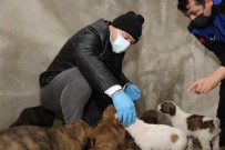 Başkan Bıyık, Karda Sokak Hayvanlarını Besledi Haberi