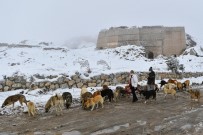 Başkent'te Ortak Akıl İlkesi Sokak Hayvanları İçin De Devrede