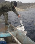 Demirköprü Barajı'nda Balık Ağına Takılan Pelikan Kurtarıldı