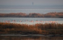 Doğa Harikası Lagün, Hem Flamingoları Hem De Fotoğrafseverleri Ağırlıyor Haberi