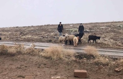 Kaybolan Koyunları Jandarma Termal Kameralı İHA İle Buldu