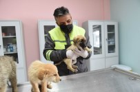 Altındağ Belediyesi Donmak Üzere Olan 8 Köpek Yavrusuna Sahip Çıktı Haberi