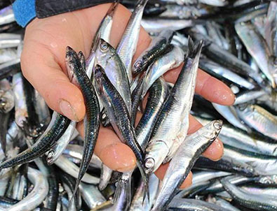 Hamsi yüzleri güldürdü!