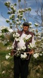 Mersin'de Armut Ağacı Çiçek Açtı Haberi